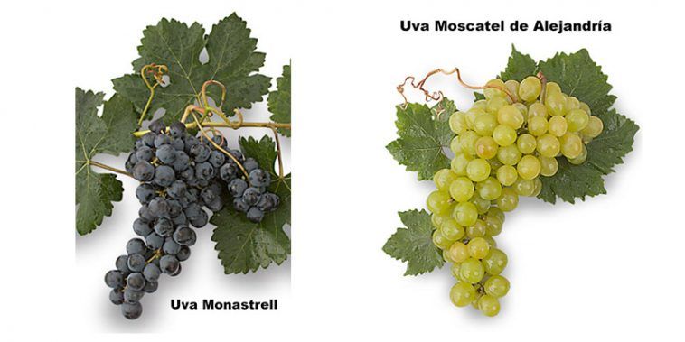 Uvas de Alicante