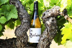 Bilaire vino blanco cepa