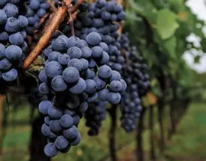 Uva Merlot racimo