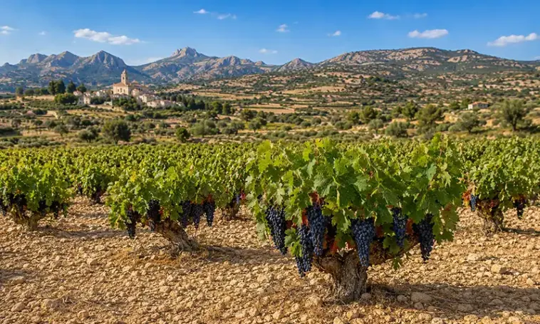 Uva monastrell - viñedos - vinos de Alicante 2